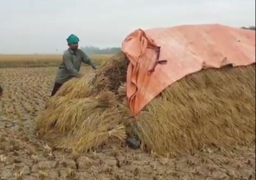 Rice farmers worry about rain during harvest