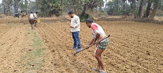 Cultivation of Japanese mint in Dhenkanal district