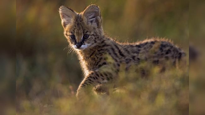 Bhubaneswar: A Wild Cat, Not A Leopard, Confirm Forest Officials