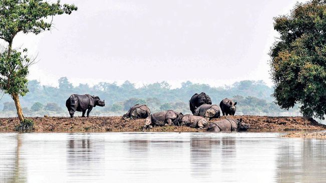 Wildlife, Wild Animals Death, Flood,  Floods In Assam, Union government, Natural Calamities, National