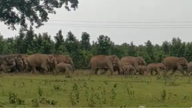 Herd of 13 elephants wreak havoc in Ganjam