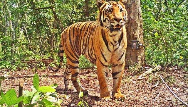 Kalara Pataria tiger roams in Tigiria area of Cuttack district