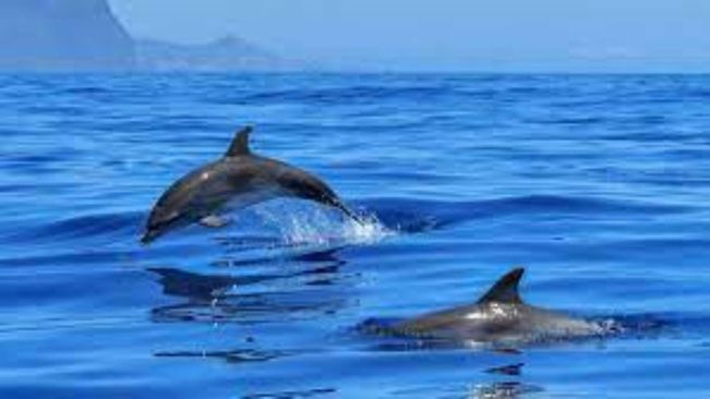 Odisha: Annual Dolphin census at Chilika lake to begin tomorrow