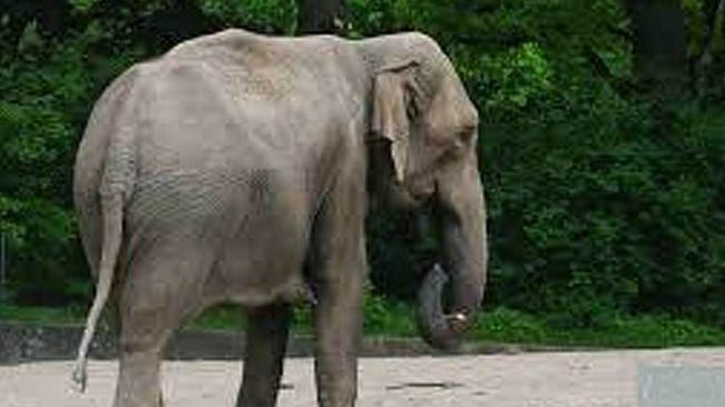 Kumki Elephant 'Yashoda' Succumbs During Treatment For Serious Illness