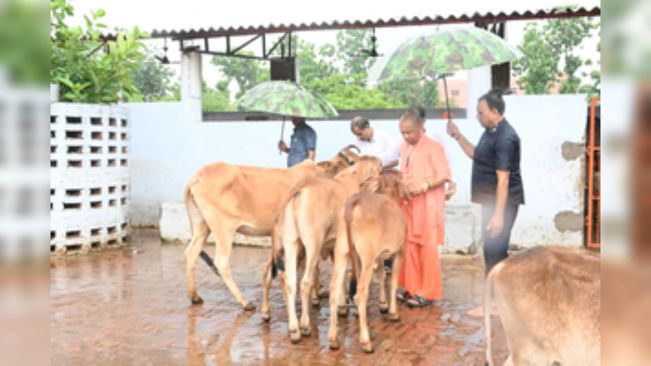 Yogi Performs ‘Gau Seva’ At Gorakhnath Temple