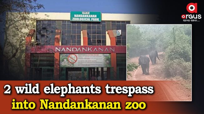 2 wild elephants enter into Nandankanan Zoological Park; Zoo closed for visitors | Argus News