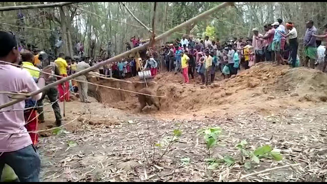  ହାତୀ ଛୁଆକୁ ଉଦ୍ଧାର କଲା ବନ ବିଭାଗ