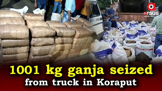 Ganja worth Rs 1 crore seized from ginger-laden truck in Koraput