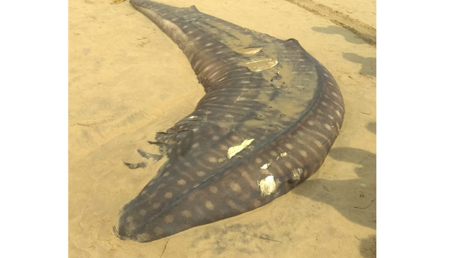 Hill Shark fish were recovered from Ramtara