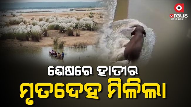 elephant-rescue-update-the-body-of-elephant-trapped
