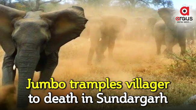 Jumbo tramples villager to death in Sundargarh
