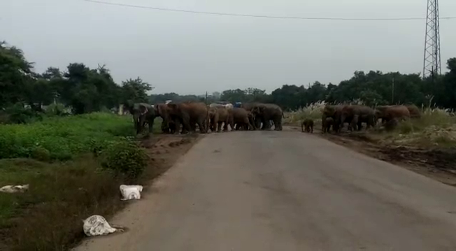 elephant terror in dhenkanal