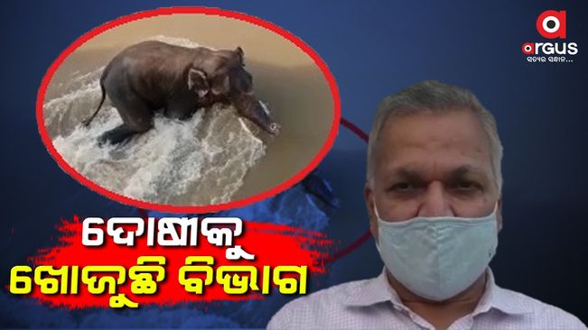 ହାତୀ ଉଦ୍ଧାର ପାଇଁ ଓଡ୍ରାଫ କାହିଁକି ଯାଇଥିଲା, ତଦନ୍ତ ଚାଲିଛି : ପିସିସିଏଫ