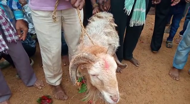 ପୁଣି ରକ୍ତରେ ଭିଜିଲା ମା ବୁଢ଼ି ବସ୍ତ୍ରେଣୀଙ୍କ ପୀଠ, ପଡ଼ିଲା ଶତାଧିକ ପଶୁ ବଳି