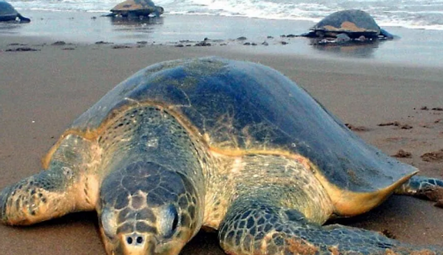 Safety of both Olive Ridley turtles, fishermen livelihood emphasised