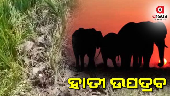 ସୁବର୍ଣ୍ଣପୁର ବିନିକା ଅଞ୍ଚଳରେ ହାତୀ ଉପଦ୍ରବ