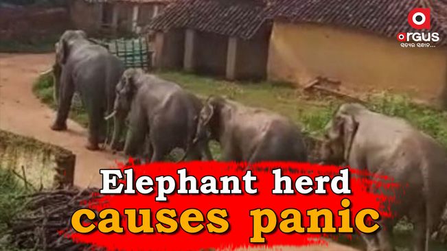 Elephant herd wreaks havoc in Nabarangpur village