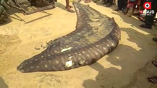 Body of a large shark recovered from Jagatsinghpur coast