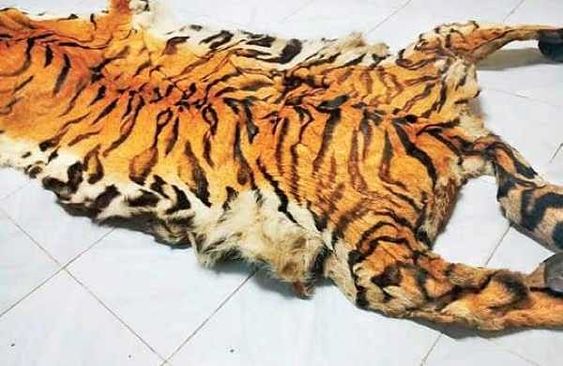 Tiger skin seized, two detained from Baripada hotel