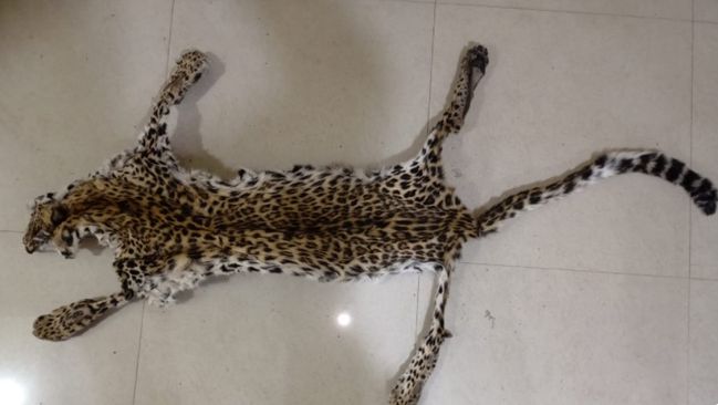 Crime Branch STF seize leopard skin, elephant tusk in Nayagarh; 2 held